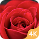 Rose Wallpaper 4K - HD Flower Background Free Download on Windows