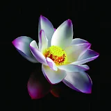 3D white Lotus icon