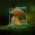 Mushrooms - AI Identifier
