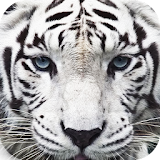 Wildlife Quest Furious Tiger icon