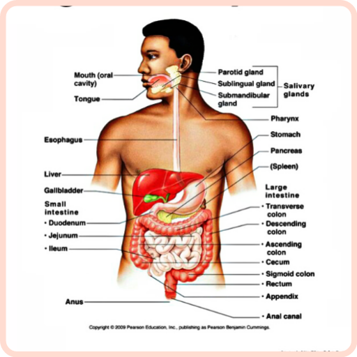 Anatomy and Physiology  Icon