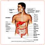 Cover Image of Baixar Anatomia e Fisiologia 1.3 APK