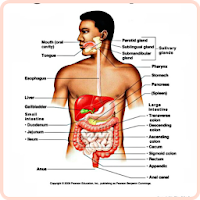 Anatomy and Physiology