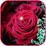 Rose Flower Wallpaper Live HD icon
