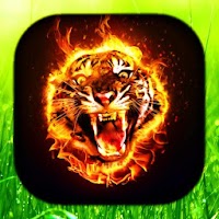 Tiger Live Wallpaper | Обои Тигра