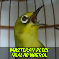 Masteran Pleci Ngalas Ngerol