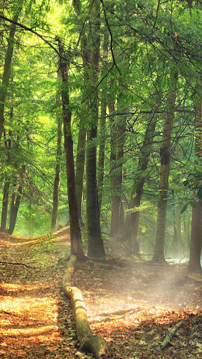 Android application forest video wallpaper screenshort