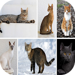 Cover Image of Unduh List of cat breeds  APK