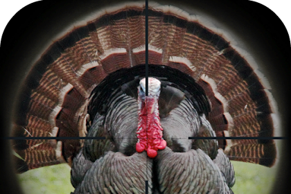turkey call app ringtones