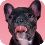 Cover Image of Unduh Cute Puppies Live Wallpaper  APK