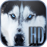 Dogs Wallpapers Galaxy s6 icon