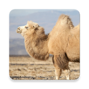 Camel Sound Collections ~ Sclip.app