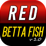 Red Betta Fish Live Wallpaper icon