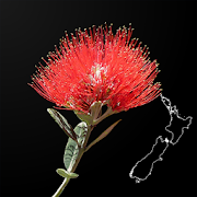 NZ Myrtaceae Key