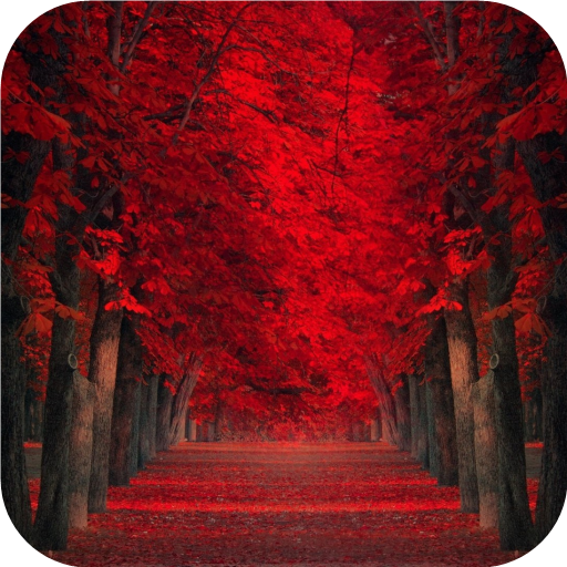 Red Leaves Wallpaper 20201104 Icon