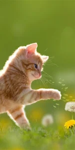 Kitten-Funny Wallpaper HD