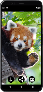 Captura de Pantalla 9 Fondos de Panda Rojo android