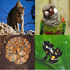 Animal Kingdom : Brazil (Quiz/Trivia) Varies with device