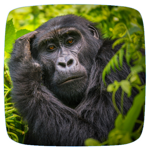 Gorilla Sounds logo