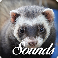 Ferret Sounds and Ringtone Audio