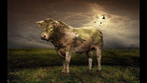 Cows. Love Wallpapers