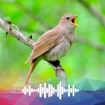 Cover Image of Download Nightingale sounds Ringtones  APK