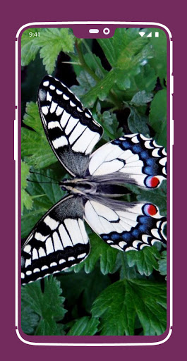 Download Butterfly Wallpapers Free for Android - Butterfly Wallpapers APK  Download 