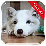 Little White Fox Live Wallpap icon
