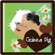 Guinea Pigs - all about