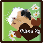 Guinea Pigs - all about Apk