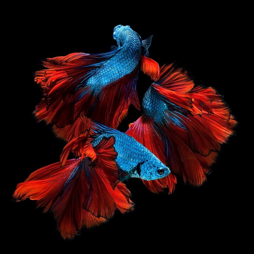 Aquatic Fish Live Wallpaper Download on Windows