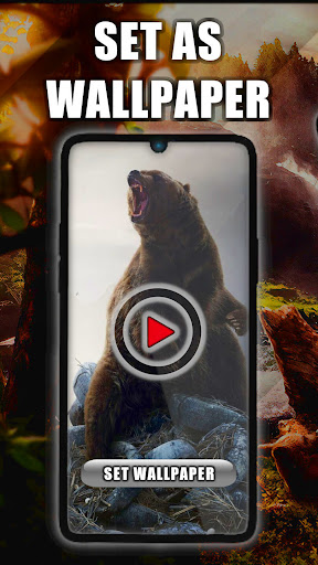 Android application Bear Live Wallpaper screenshort