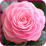 Cover Image of Descargar Pink Rose Wallpaper 1.5 APK