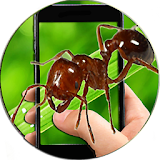 Ant Photo Simulator Prank icon