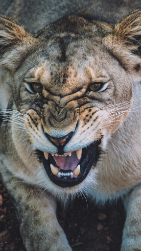 Lion Wallpaper Screen 2