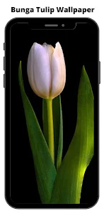 Wallpaper Bunga Tulip