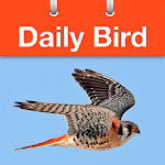 Daily Bird Apk
