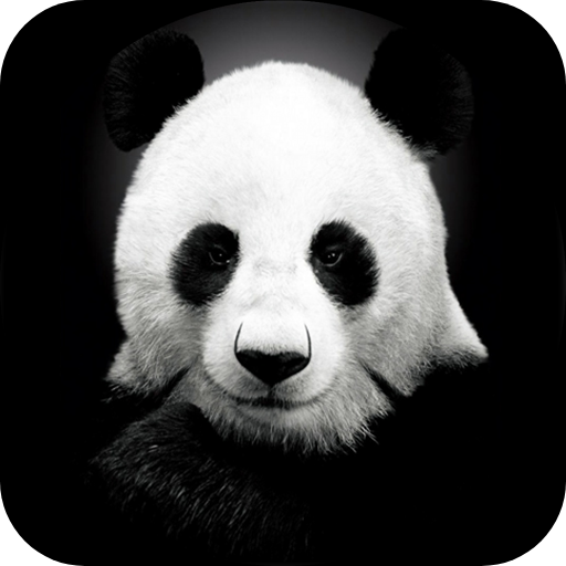 Panda Video Wallpaper  Icon