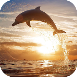 Download Jumping Dolphin Live Wallpaper (5).apk for Android 