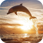 Cover Image of ดาวน์โหลด Jumping Dolphin Live Wallpaper  APK