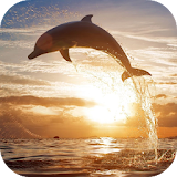Jumping Dolphin Live Wallpaper icon