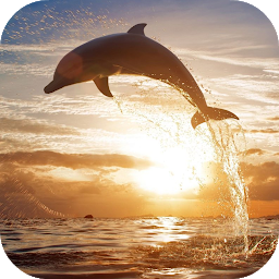 Gambar ikon Jumping Dolphin Live Wallpaper