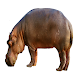 Hippopotamus Sound Download on Windows