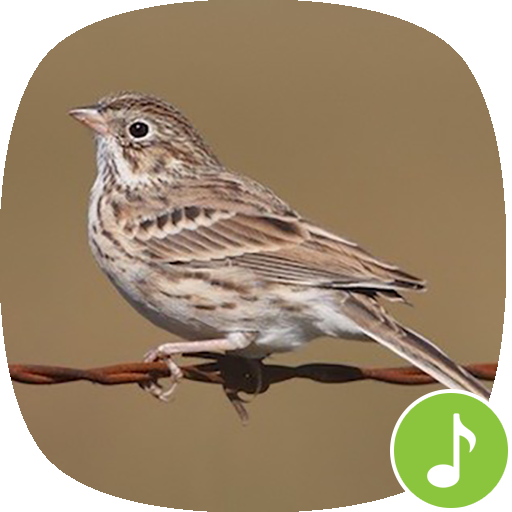 Appp Io スズメ鳥サウンド Google Play のアプリ
