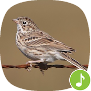 Appp.io - Sparrow Bird Sounds