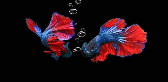 Betta Fish Wallpaper