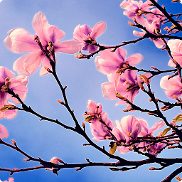 Icon image Spring Wallpapers
