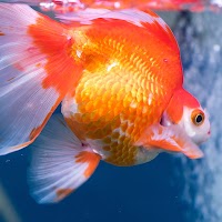 Gold Fish Live Wallpaper