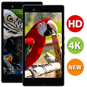 Macaw Bird HD Wallpaper  - 4k & Full HD Wallpapers