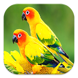 Bird Live Wallpapers icon